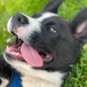 Meet your Posher, Hamid